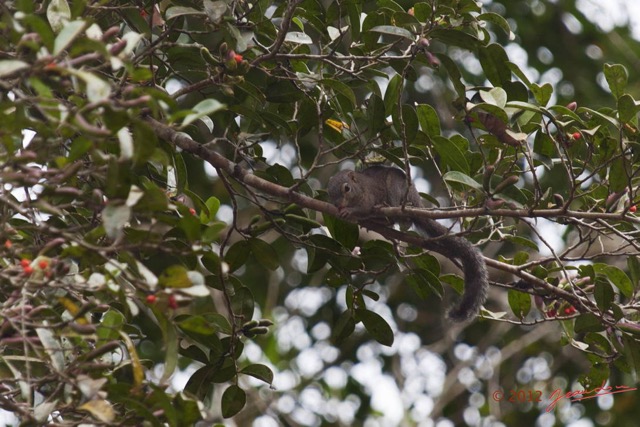 020 LOANGO NDOUGOU Sciuridae Ecureuil avec Fruit 12E5K2IMG_77138wtmk.jpg