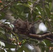 021 LOANGO NDOUGOU Sciuridae Ecureuil avec Fruit 12E5K2IMG_77140wtmk.jpg