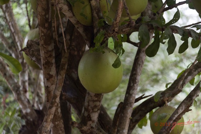 024 LOANGO NDOUGOU Arbre Fruit 12E5K2IMG_77147wtmk.jpg