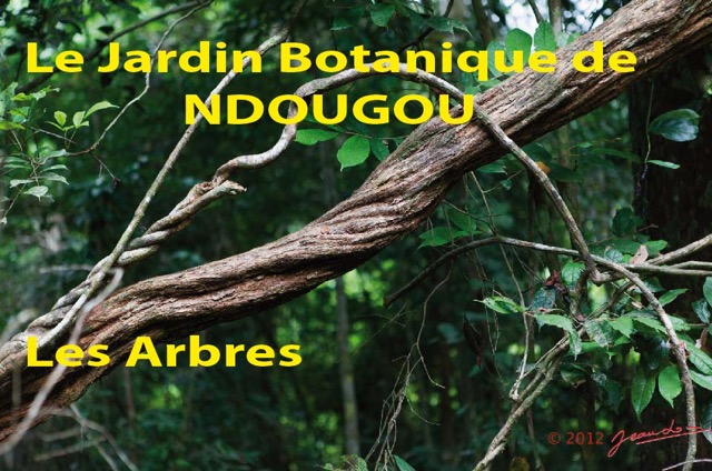 025 Titre Photos Ndougou les Arbres-01.jpg