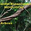 025 Titre Photos Ndougou les Arbres-01.jpg