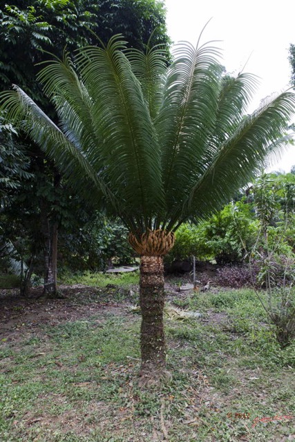 027 LOANGO NDOUGOU Arbre Cycas 12E5K2IMG_77149wtmk.jpg