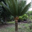 027 LOANGO NDOUGOU Arbre Cycas 12E5K2IMG_77149wtmk.jpg