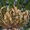 030 LOANGO NDOUGOU Arbre Cycas Fruit 12E5K2IMG_77152wtmk.jpg