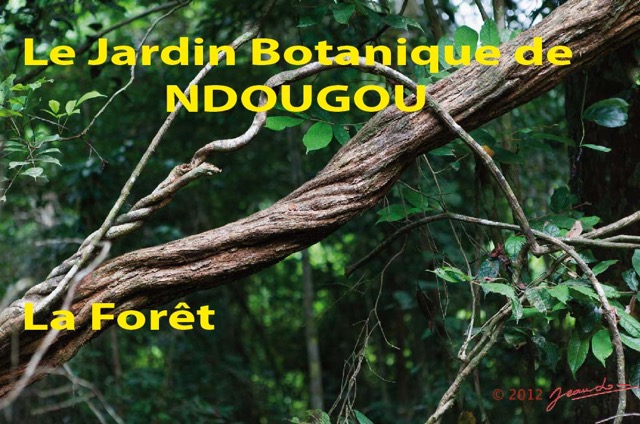 037 Titre Photos Ndougou la Foret-01.jpg