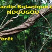 037 Titre Photos Ndougou la Foret-01.jpg