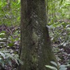 049 LOANGO NDOUGOU Foret Arbre Tronc et Termitiere 12E5K2IMG_77193wtmk.jpg