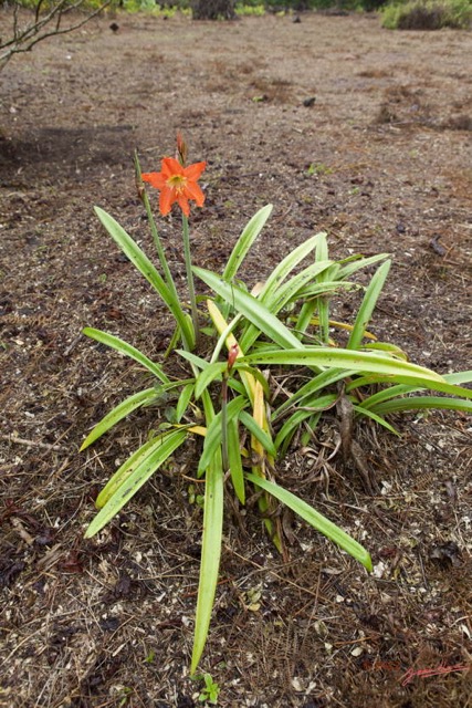 082 LOANGO NDOUGOU Jardin Botanique Plante Fleur Orange 12E5K2IMG_77278wtmk.jpg