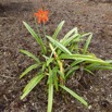 082 LOANGO NDOUGOU Jardin Botanique Plante Fleur Orange 12E5K2IMG_77278wtmk.jpg