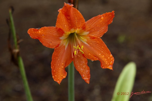 083 LOANGO NDOUGOU Jardin Botanique Plante Fleur Orange 12E5K2IMG_77280wtmk.jpg