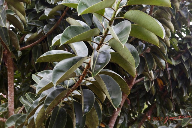 085 LOANGO NDOUGOU Jardin Botanique Arbuste Moracea Ficus elastica Feuilles 12E5K2IMG_77288wtmk.jpg