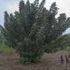 086 LOANGO NDOUGOU Jardin Botanique Arbuste Moracea Ficus elastica 12E5K2IMG_77289wtmk.jpg