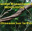 098 Titre Photos Ndougou Oiseau sur la Piste-01.jpg