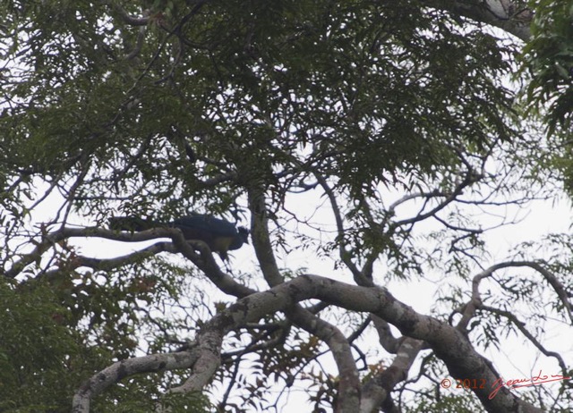 104 LOANGO NDOUGOU Oiseau Touraco Geant Corythaeola cristata 12E5K2IMG_77352wtmk.jpg