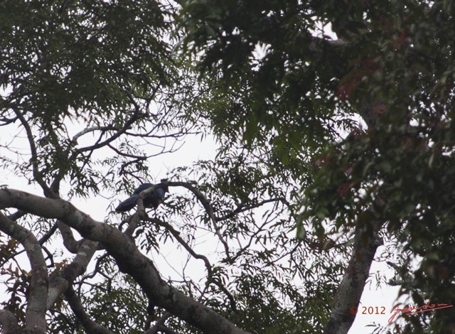 106 LOANGO NDOUGOU Oiseau Touraco Geant Corythaeola cristata 12E5K2IMG_77354wtmk.jpg