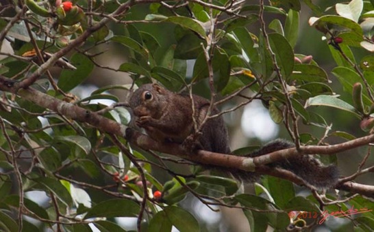 LOANGO-NDOUGOU-Sciuridae-Ecureuil-avec-Fruit-12E5K2IMG_77140wtmk-Web