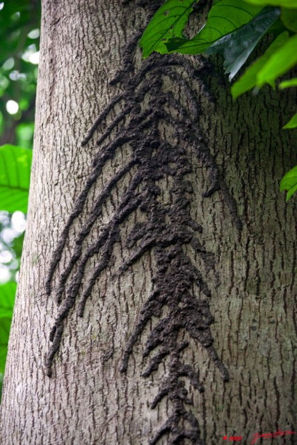 031 IBOUNDJI Arbre et Termitiere en Formation 9E5KIMG_51312wtmk.jpg