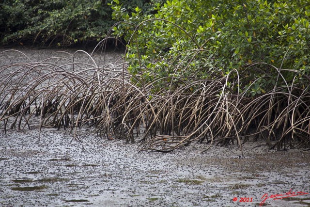 004 AKANDA Mangrove Racines 11E5K2IMG_65297wtmk.jpg