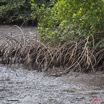 004 AKANDA Mangrove Racines 11E5K2IMG_65297wtmk.jpg