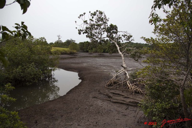 006 AKANDA Mangrove 11E5K2IMG_65304wtmk.jpg