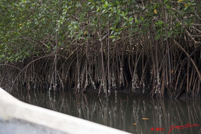 007 AKANDA Mangrove Paletuviers Racines avec Huitres 11E5K2IMG_65309wtmk.jpg