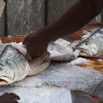 052 AKANDA Ile Assimba Village Pecheurs Salage Poissons 11E5K2IMG_65506wtmk.jpg