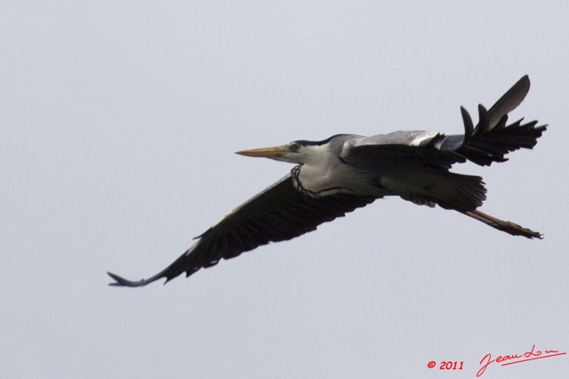 064 AKANDA Oiseau Heron Cendre Ardea cinerea en Vol 11E5K2IMG_65379awtmk.jpg