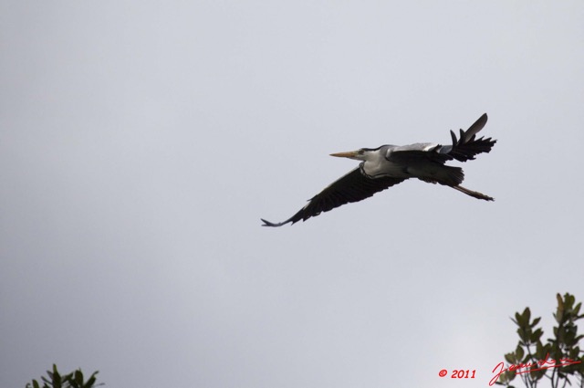 065 AKANDA Oiseau Heron Cendre Ardea cinerea en Vol 11E5K2IMG_65379wtmk.jpg