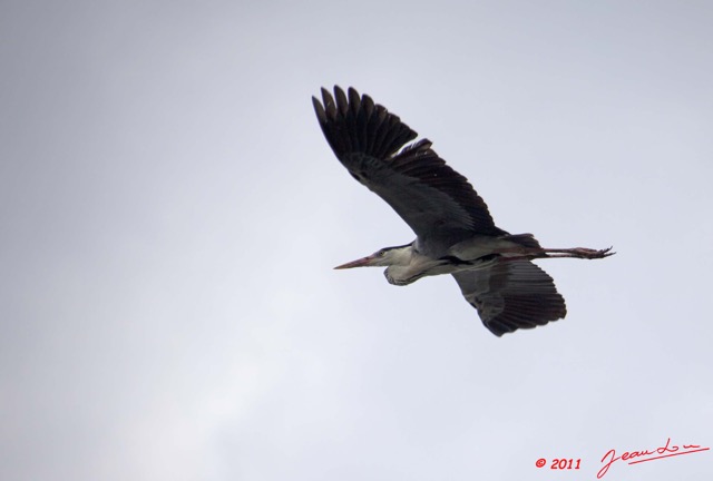 068 AKANDA Oiseau Heron Cendre Ardea cinerea en Vol 11E5K2IMG_65396wtmk.jpg