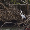 069 AKANDA Oiseau Heron Cendre Ardea cinerea 11E5K2IMG_65407awtmk.jpg