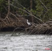 070 AKANDA Oiseau Heron Cendre Ardea cinerea 11E5K2IMG_65407wtmk.jpg