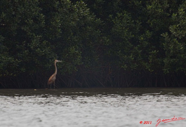 076 AKANDA Oiseau Heron Goliath Ardea goliath 11E5K2IMG_65434wtmk.jpg