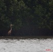 076 AKANDA Oiseau Heron Goliath Ardea goliath 11E5K2IMG_65434wtmk.jpg