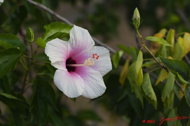 092 AKANDA Lodge Fleur Hibiscus Blanc 11E5K2IMG_65594wtmk.jpg