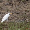 120 AKANDA Oiseau Heron Gardeboeufs Bubulcus ibis 11E5K2IMG_65524awtmk.jpg