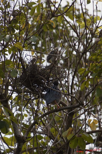 127 AKANDA Lodge Oiseau Heron Strie Butorides striata et son Nid 11E5K2IMG_65654wtmk.jpg