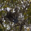 127 AKANDA Lodge Oiseau Heron Strie Butorides striata et son Nid 11E5K2IMG_65654wtmk.jpg