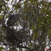 128 AKANDA Lodge Oiseau Heron Strie Butorides striata et son Nid 11E5K2IMG_65662wtmk.jpg