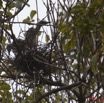 130 AKANDA Lodge Oiseau Heron Strie Butorides striata et son Nid 11E5K2IMG_65667wtmk.jpg