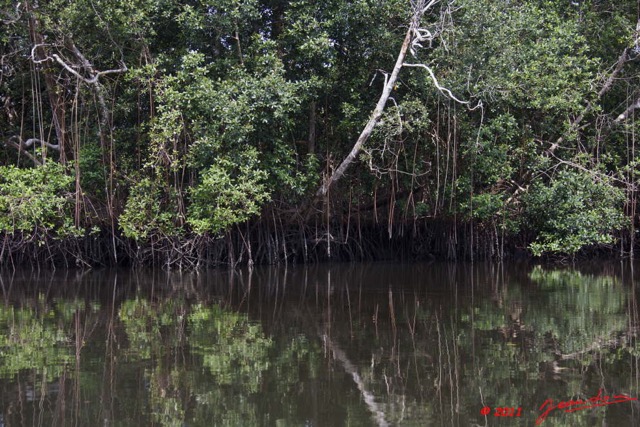 140 AKANDA Moka Mangrove Racines Paletuviers et Huitres 11E5K2IMG_65699wtmk.jpg