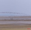 149 AKANDA Moka Oiseau Colonie en Vol 11E5K2IMG_65714wtmk.jpg