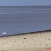 150 AKANDA Moka Oiseau Aigrette Garzette Egretta garzetta 11E5K2IMG_65715wtmk.jpg