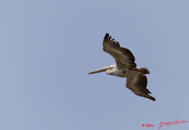 166 AKANDA Moka Oiseau Pelican Pelecanus rufescens en Vol 11E5K2IMG_65784wtmk.jpg