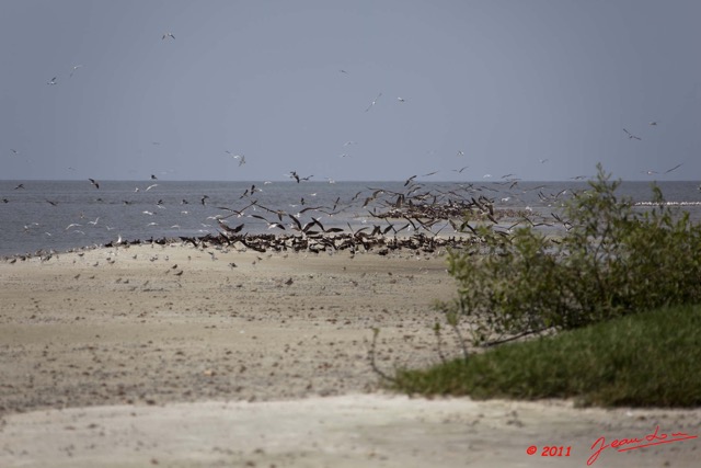 172 AKANDA Moka Oiseau Bec-en-Ciseau Rynchops flavirostris sur le Sable 11E5K2IMG_65826wtmk.jpg