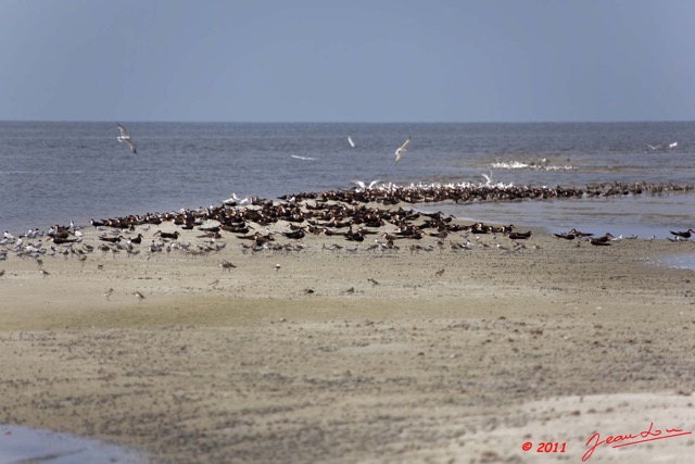 181 AKANDA Moka Oiseaux Colonies sur le Sable 11E5K2IMG_65862wtmk.jpg