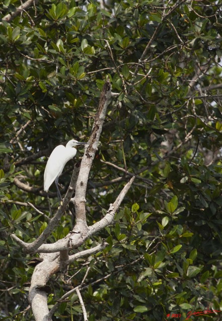 187 AKANDA Moka Oiseau Aigrette Garzette Egretta garzetta 11E5K2IMG_65887wtmk.jpg