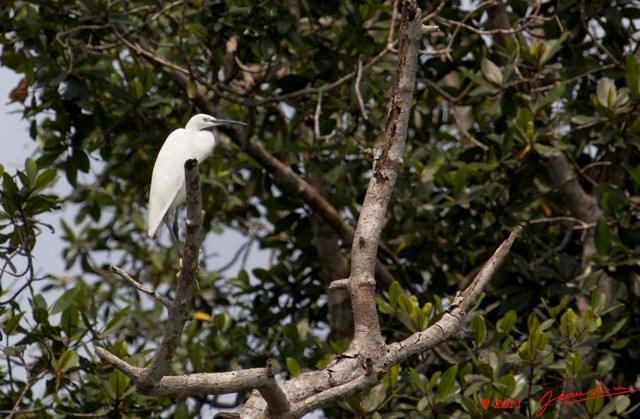 188 AKANDA Moka Oiseau Aigrette Garzette Egretta garzetta 11E5K2IMG_65889wtmk.jpg