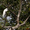 188 AKANDA Moka Oiseau Aigrette Garzette Egretta garzetta 11E5K2IMG_65889wtmk.jpg