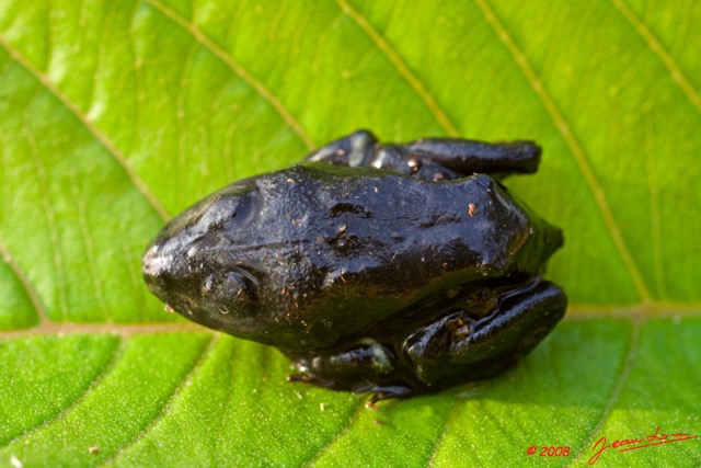 020 Parc Plateaux Bateke Grenouille 8EIMG_22301wtmk.jpg