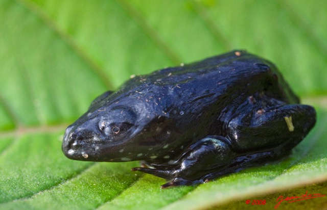 021 Parc Plateaux Bateke Grenouille 8EIMG_22306wtmk.jpg